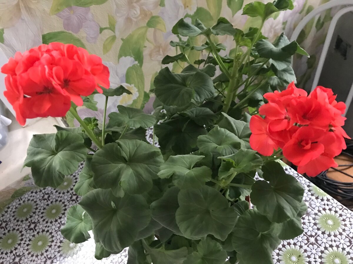 Пеларгония от герани