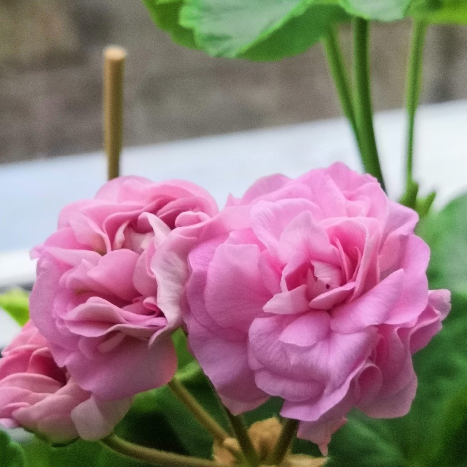 Pac Candy Rose пеларгония