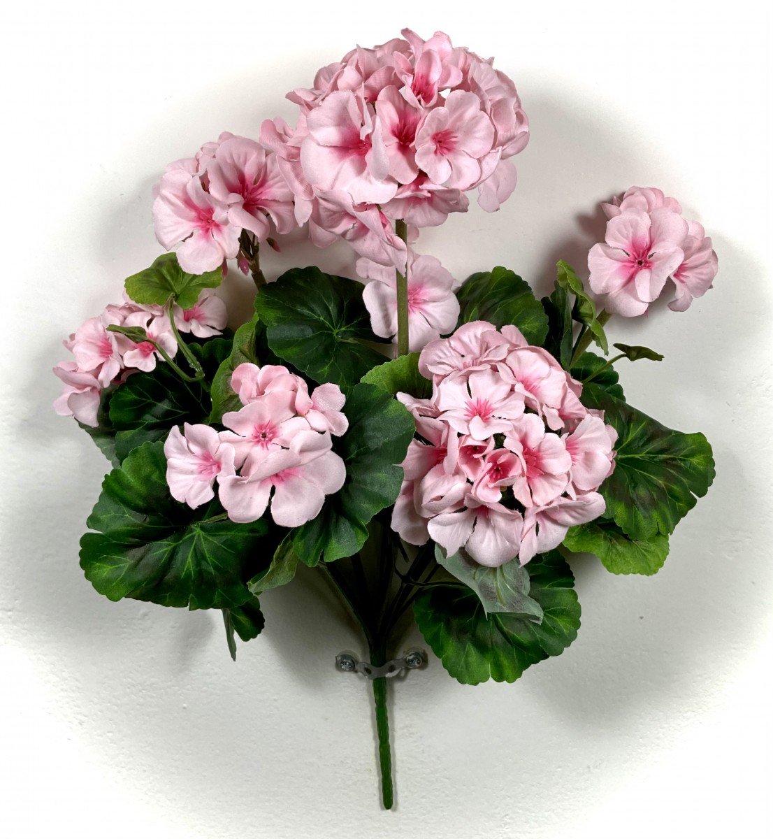 Пеларгония free Cerise Polina