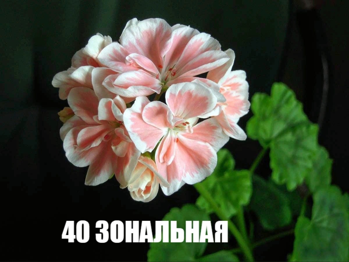 Бруксайд Миранда пеларгония