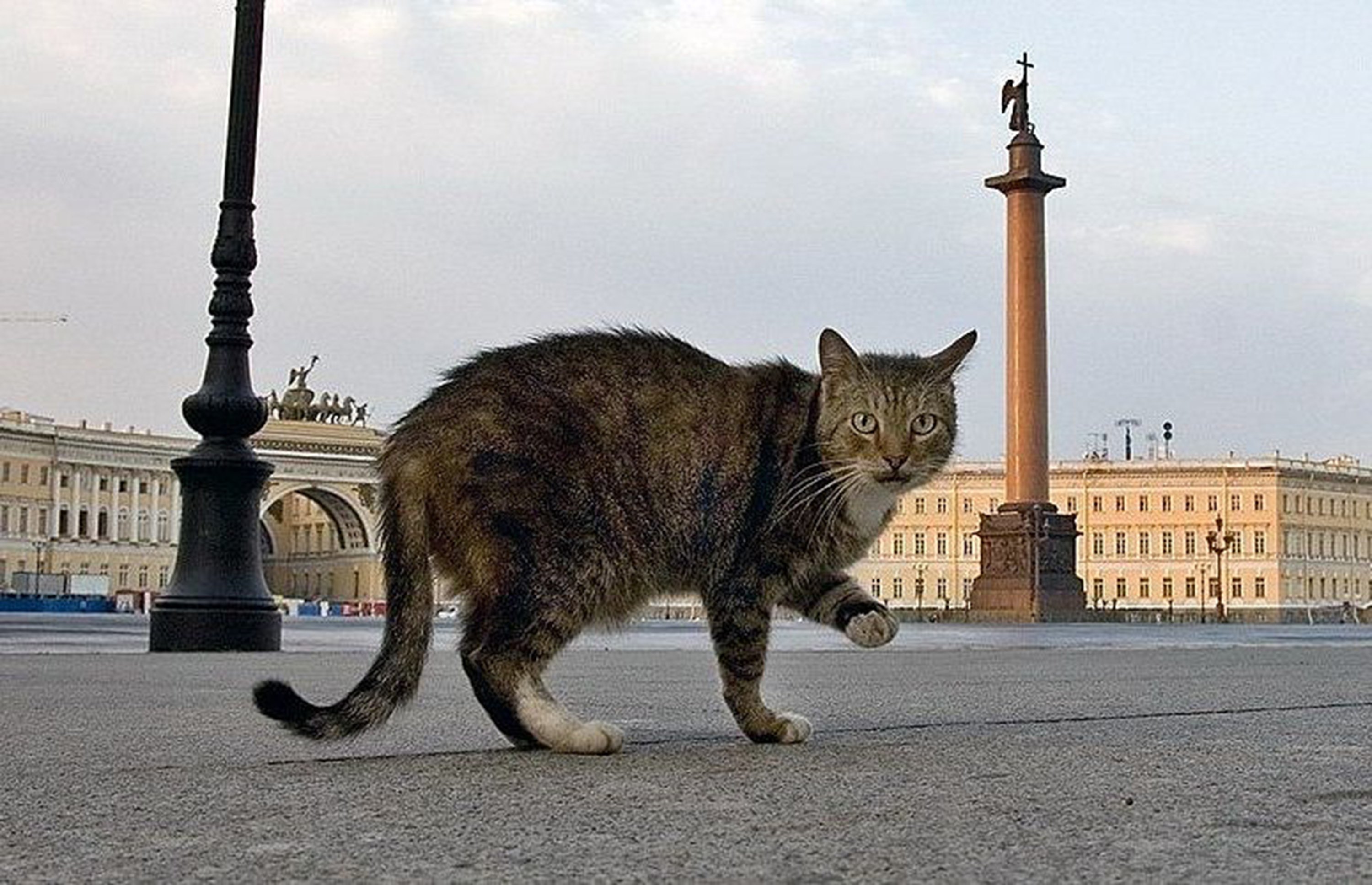 Cat санкт петербург. Коты Эрмитажа. Эрмитажные коты Санкт-Петербург. Эрмитаж коты день Эрмитажного кота. Петербургские эрмитажные коты.