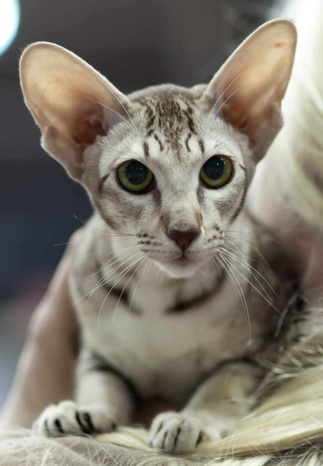 Кошки с большими ушами порода фото
