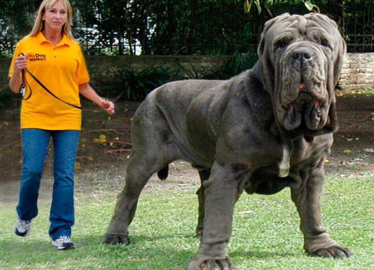 Самая большая собака в мире фото порода