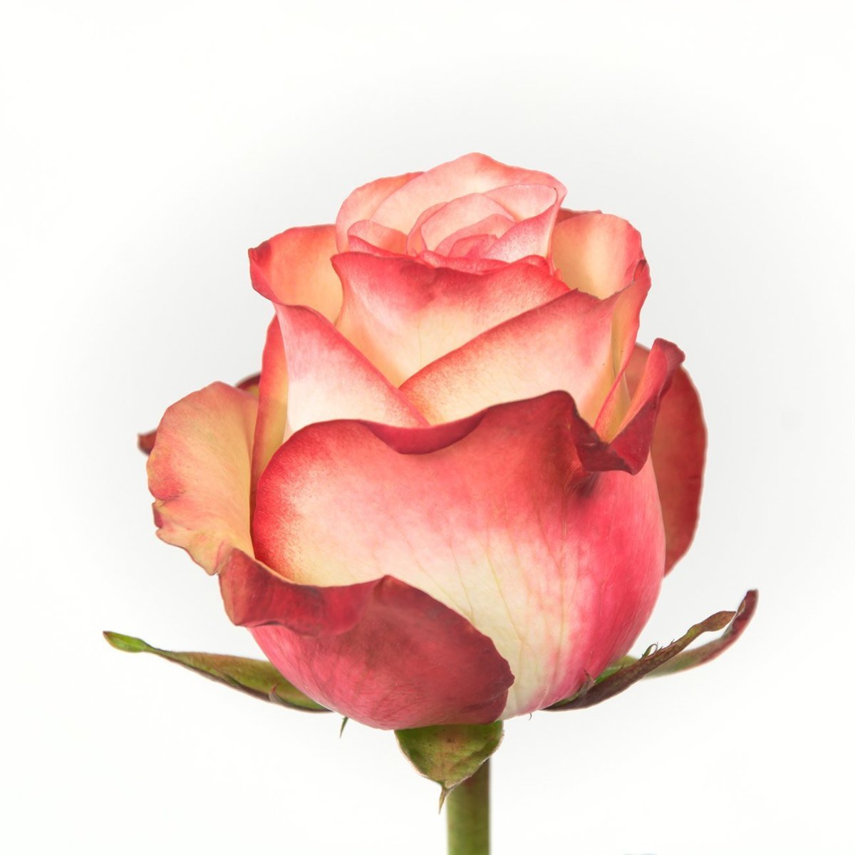 Роза эквадор палома фото