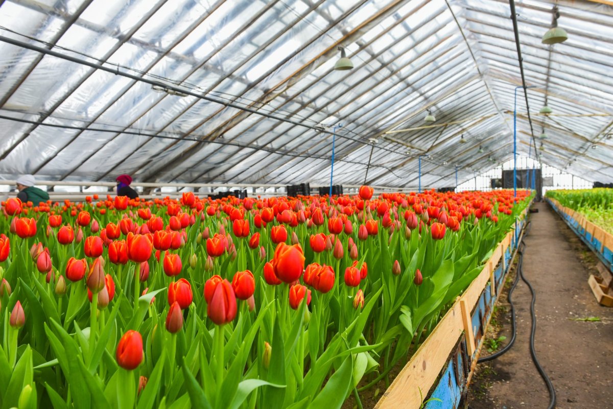 Выращивание тюльпанов в теплице