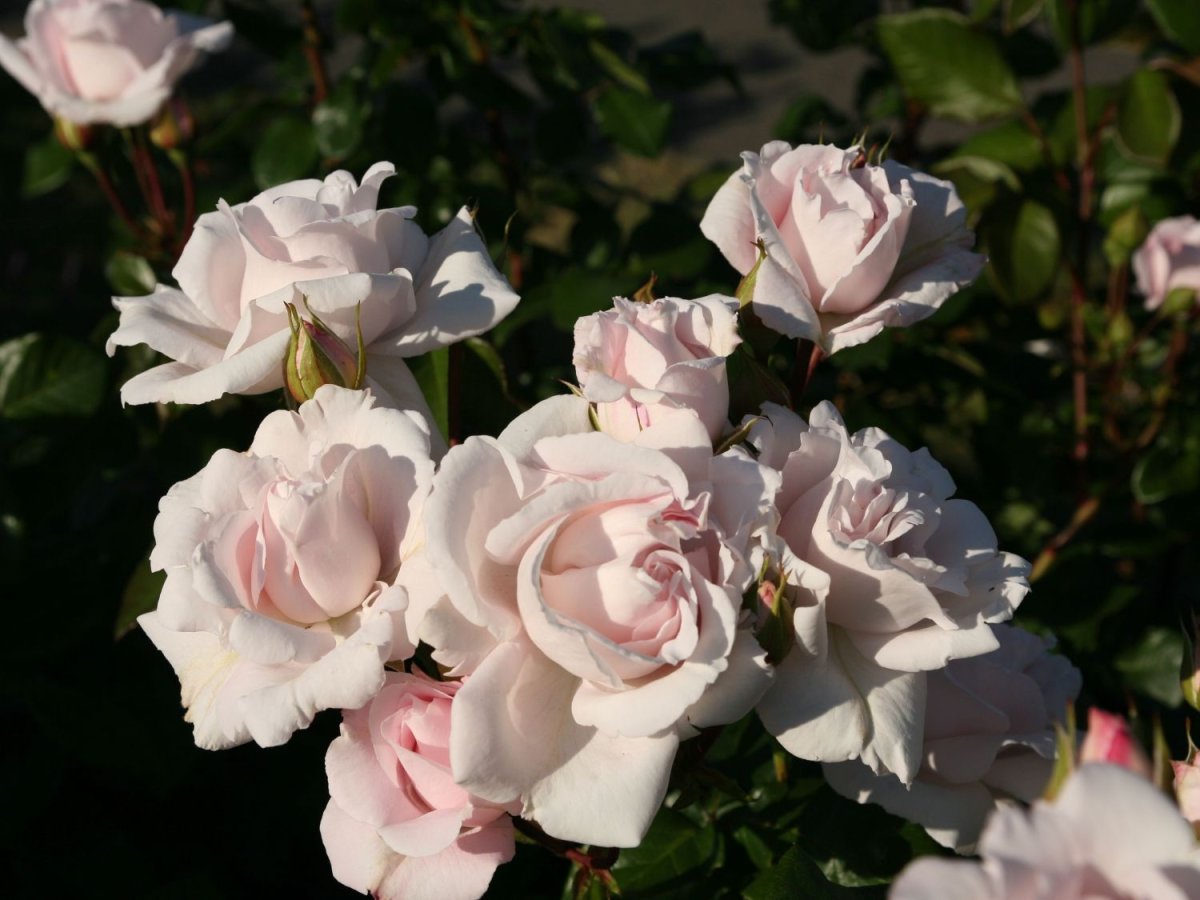 Мускусная роза моцарт леди