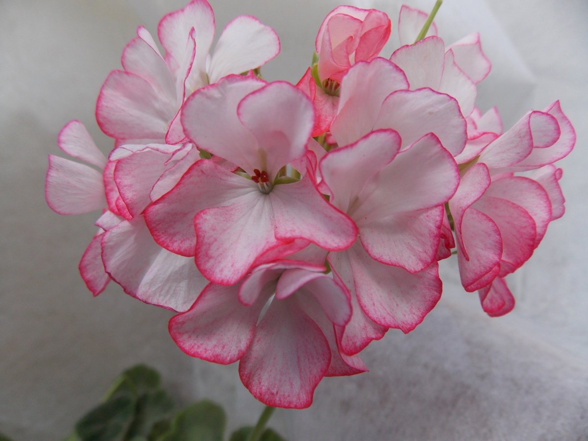 Пеларгония ирида мамины розы