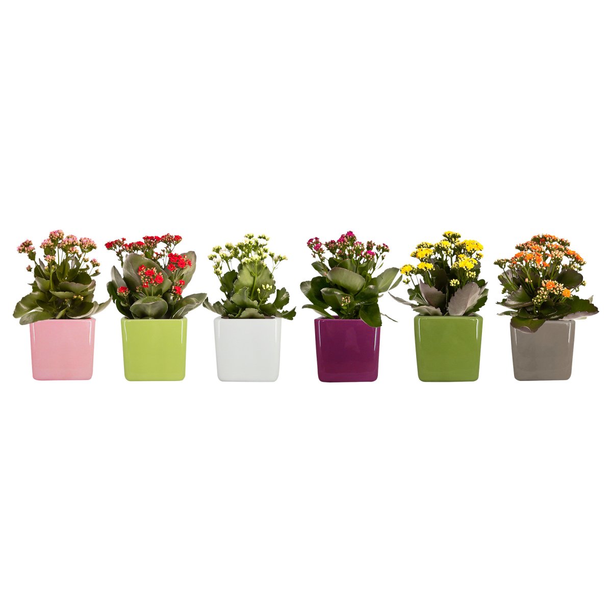 Kalanchoe цветок ikea