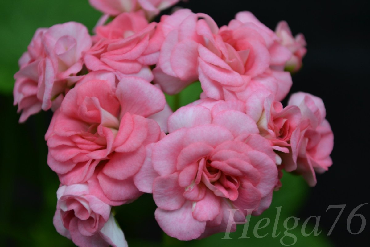 Grangers Antique Rose пеларгония