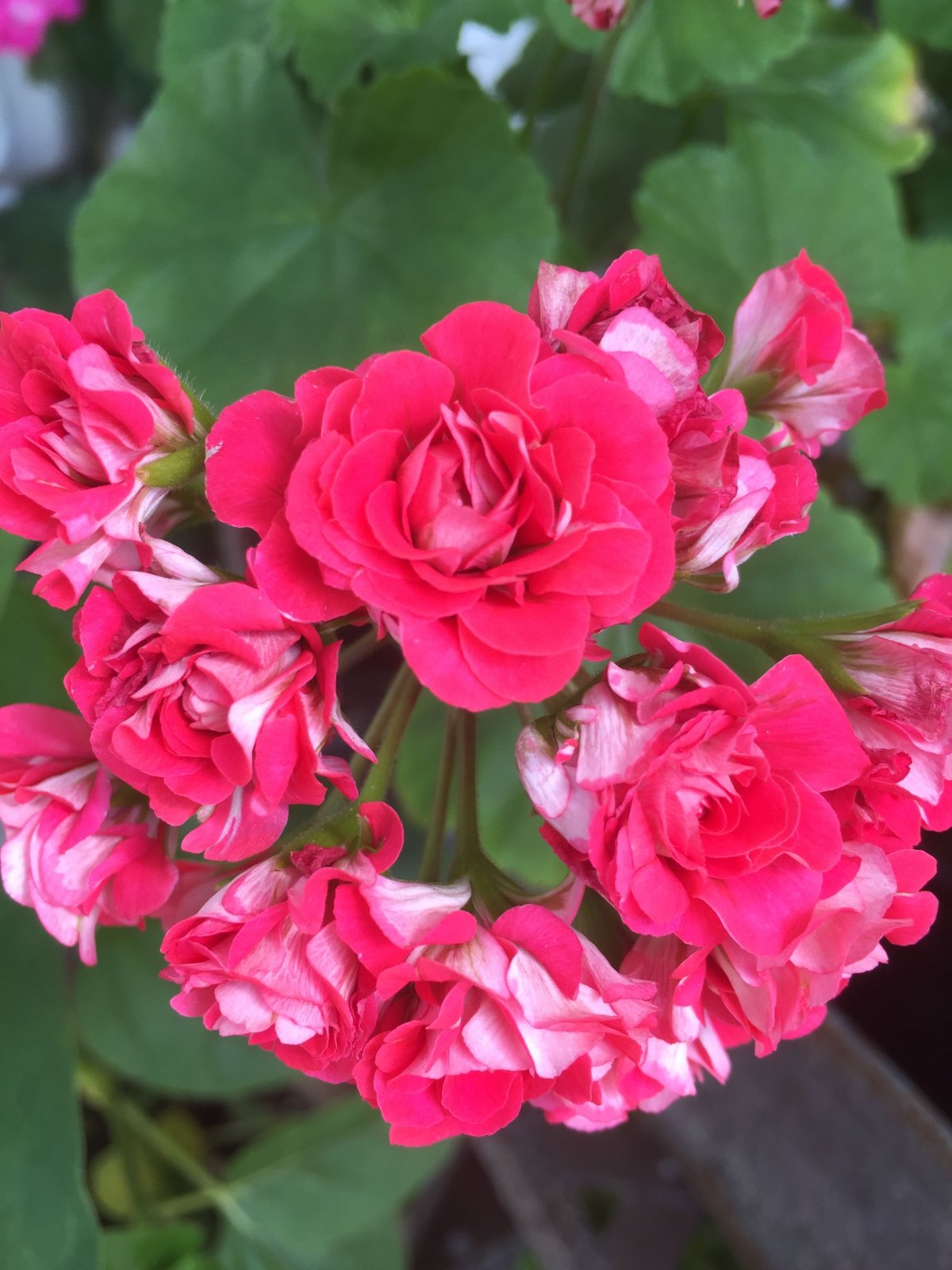 Сим королевская роза пеларгония