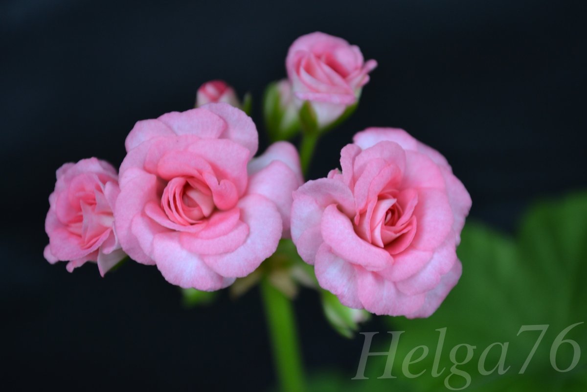Пеларгония Antique Rose