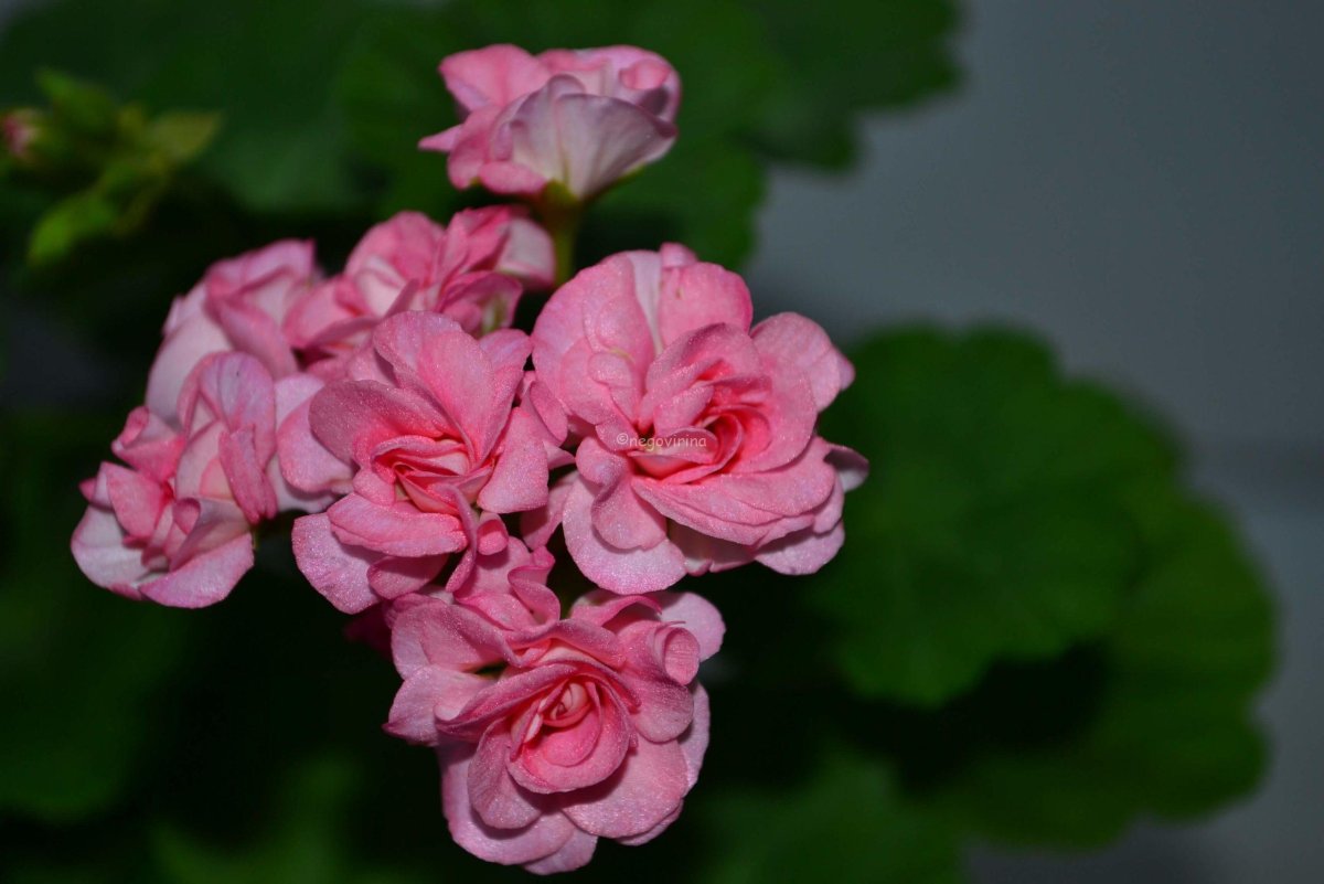 Пеларгония розебудная Grainger's Antique Rose