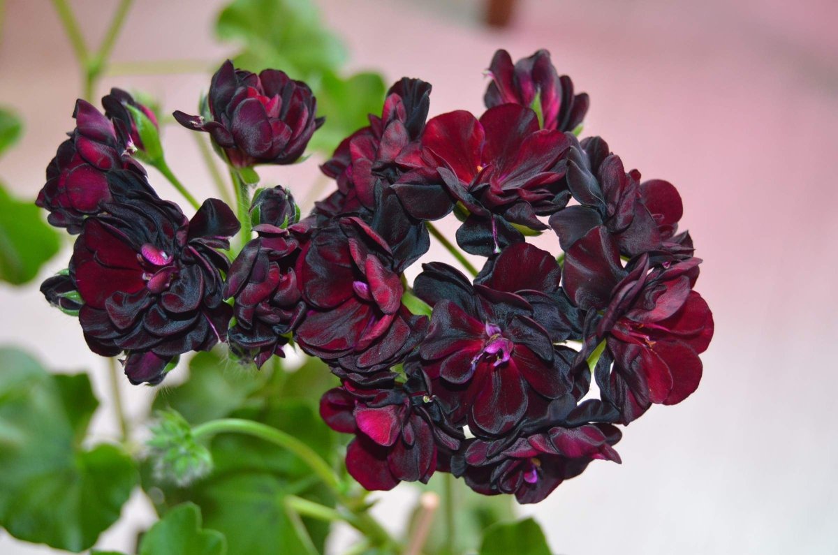 Пеларгония Royal Black Rose
