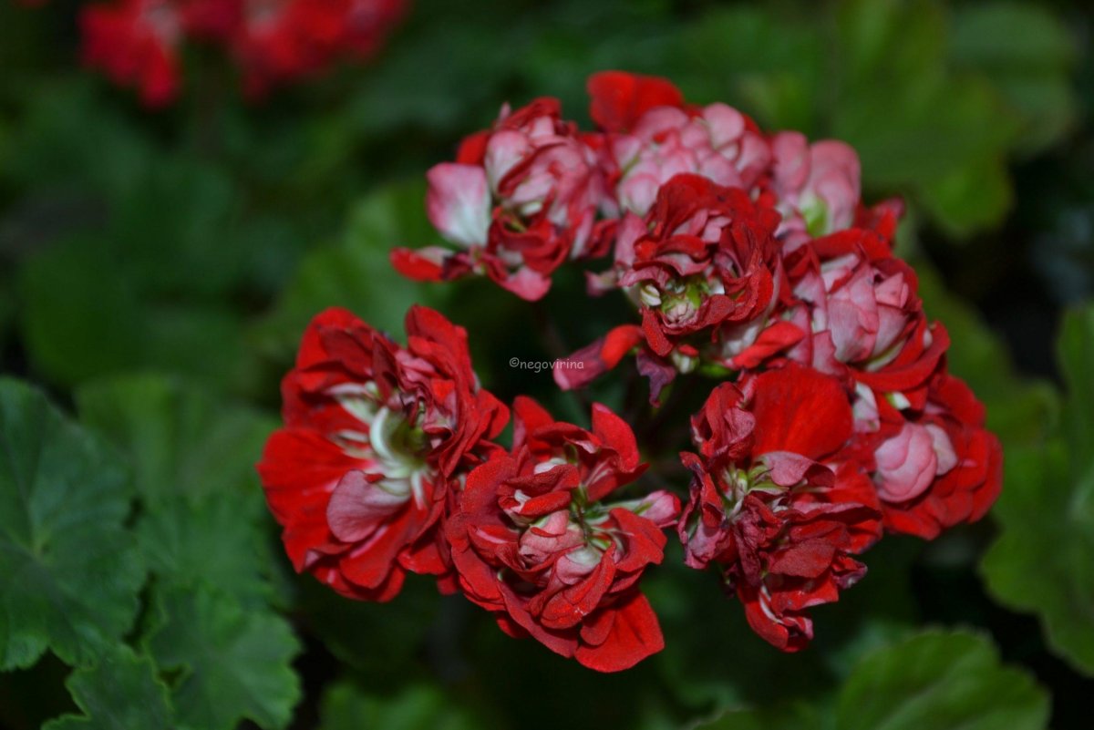 Герань Vectis Rosebud