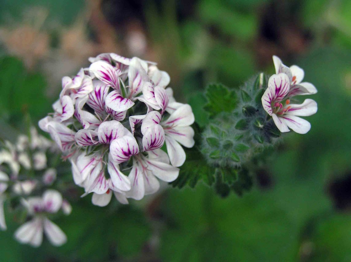 Пеларгония душистая crispum