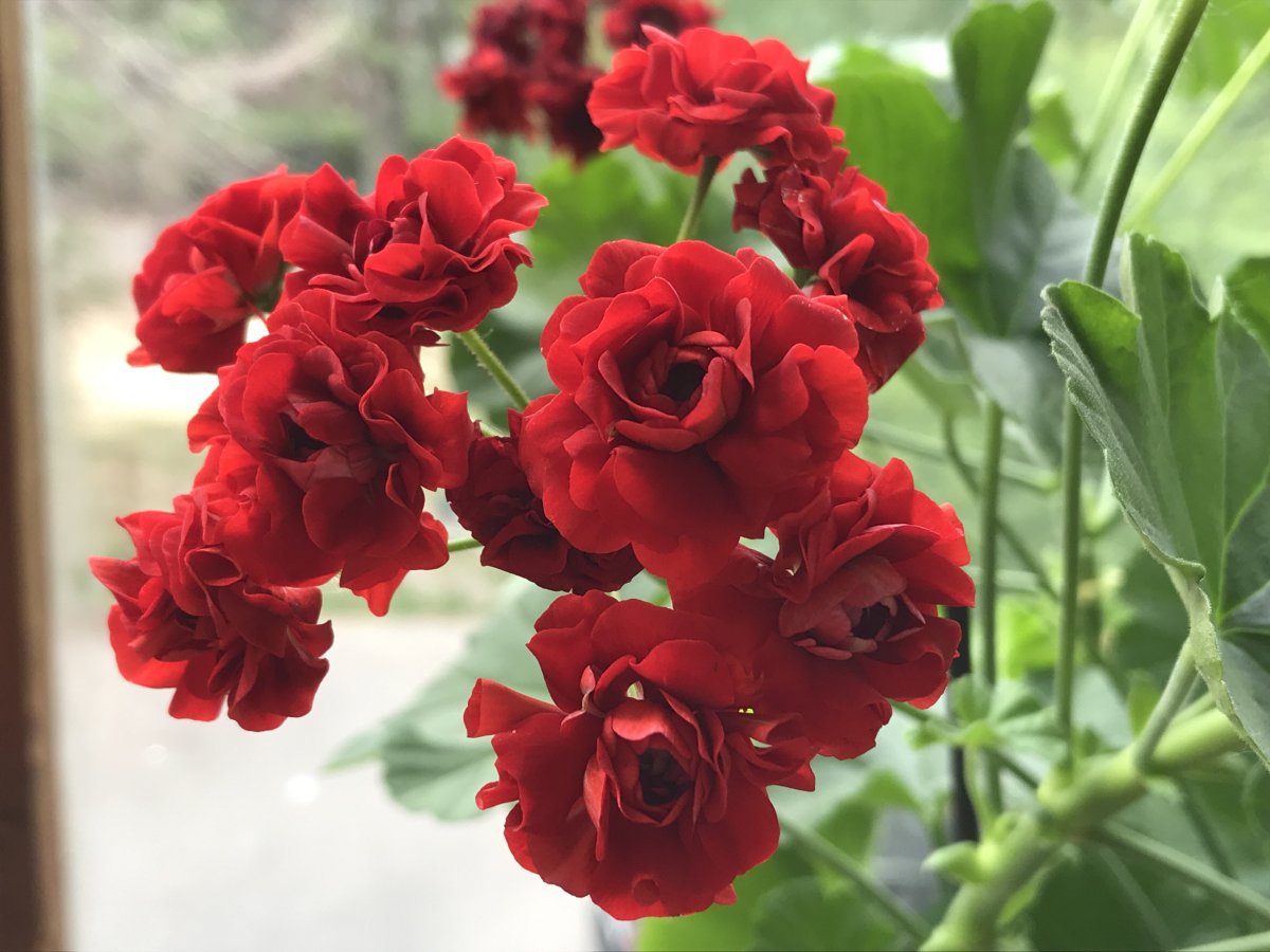 Пеларгония розебудная красная
