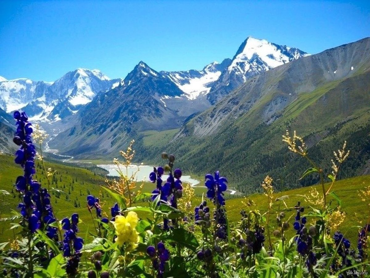 Альпийские Луга Лагонаки